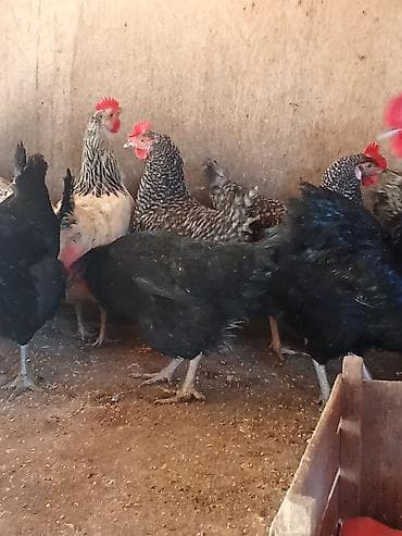 yemekler: Məhsul: Yerli toyuq yumurtası Təsvir: - Təbii şəkildə bəslənən kənd — 3
