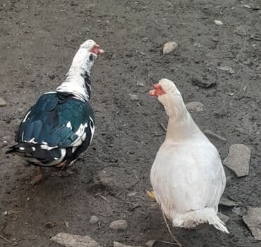 Erkək, | Kuban, Ətlik, Ünvandan götürmə