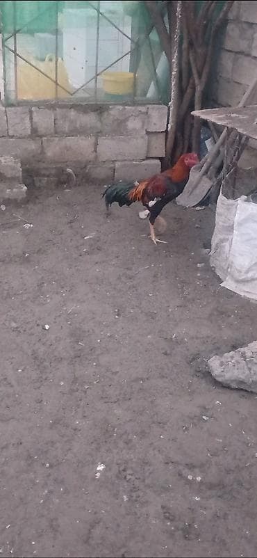 Yemlər: Heyratı beçə satılır təzə təzə aylır viddi hündür beçədi. - Növ — 4