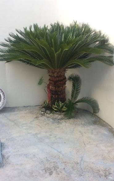 hibiskus agaci: Landşaft üçün palma ağacları – dekorativ əkim - Növ: dekorativ palma — 4