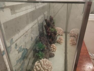 купить аквариум: Şüşə akvarium dekorasiyası ilə - Şəffaf şüşədən düz künclü akvarium — 2