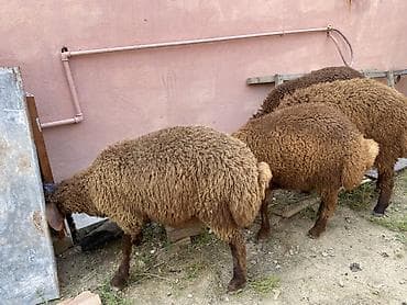 xaski it sekilleri: Quzular– qəhvəyi rəngli, quyruqlu yerli cins - Say: 4 baş (şəkillərdə — 4