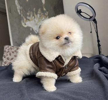 Balıqlar: Şpitz, 2 ay, Erkek, Sənədli — 1