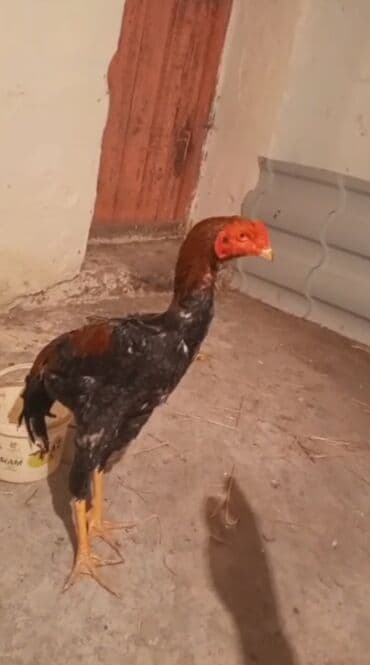 barter itler: Xoruz, il: 1 — 2