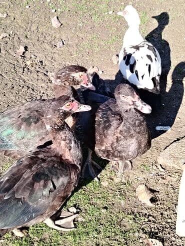 mirvari ördək: Salam. Elanı sona qədər oxuyun, sonra əlaqə saxlayın. 7 ədəd lal ördək — 5