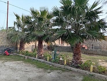 yolka agaclari: 2 ədəd Vaşinqton palma satılır.2.30 və 2.70 gövdəsi.Hovsan .1 ədədi — 1