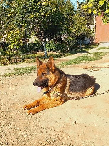 alman afçarkasi: Alman çoban iti, 1 il, Dişi — 8