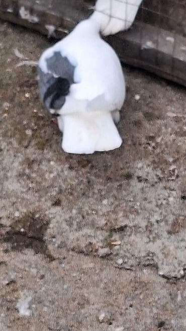 hesterxan qusu: Mayadi Bakidadi Məhsul: Ev göyərçinləri (ağ və ağ-qara rənglər) — 1