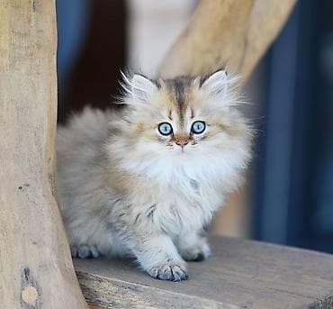 pişik qutusu: Şotland uzun tüklü, Yaxşı əllərə — 4