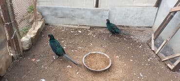 тап аз кошки: Zümrüd qırqovlu erkəy satlır — 1