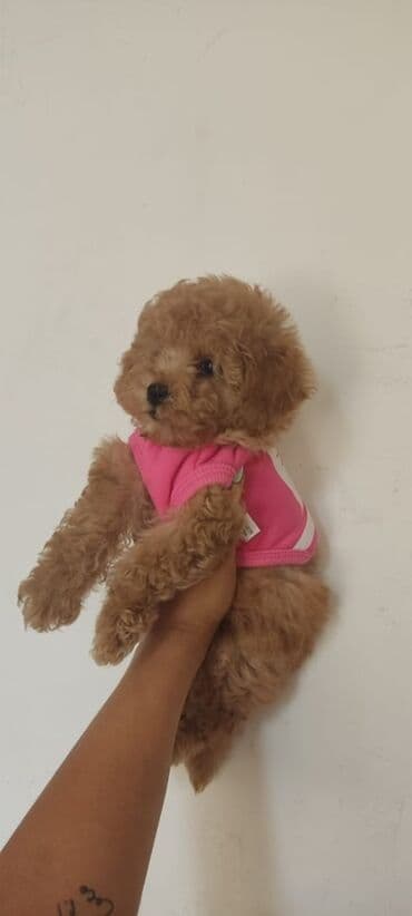 щенок в добрые руки: Пудель — 1