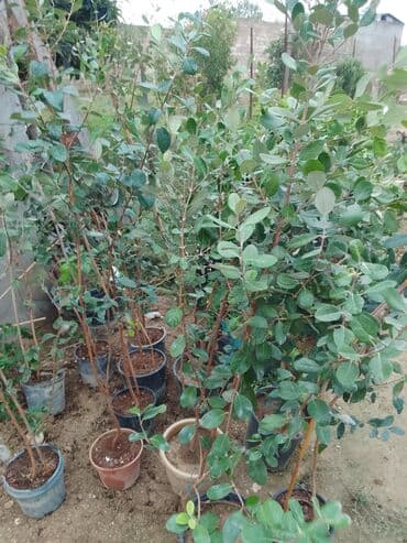 bamya toxumu nədir: Məhsul: Saksıda feijoa (akkaya/quava ananası) tingləri Təsvir: - — 4