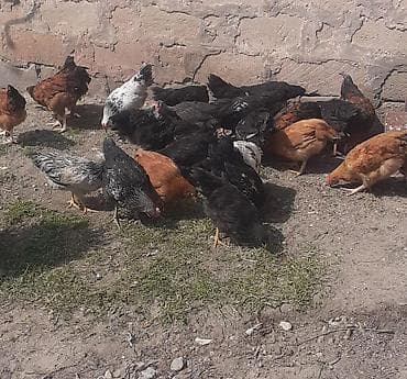 qirt toyug: Toyuq, Damazlıq — 2