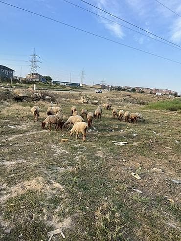 quzu qoyun: Qoyun sürüsü satılır - Növ: yerli qarabaş/qaradolaq tipli ətlik — 2