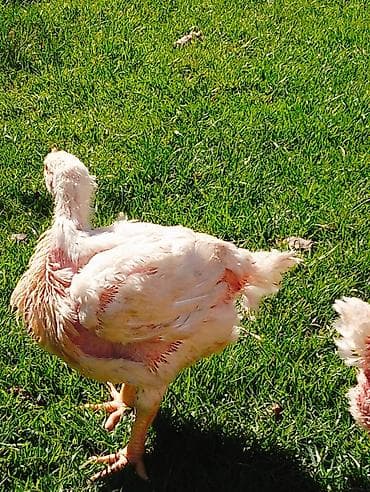 heyvan per page 40: Toyuq, Broyler, Ətlik — 1