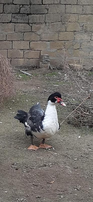 Другие с/х животные: Mullard (musk ördəyi) – qara-ağ rəngli, iri bədənli. Xüsusiyyətlər: - — 4