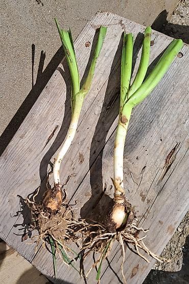 lalə gulu haqqinda melumat: Məhsul: Nərgiz (Narcissus) – soğanlı çoxillik çiçək Təsvir: - Açıq — 3