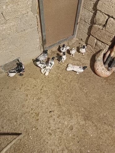 Alfa Romeo: Məhsul: Evdə bəslənən göyərçinlər (qrup halında) Təsvir: - Rəng — 2