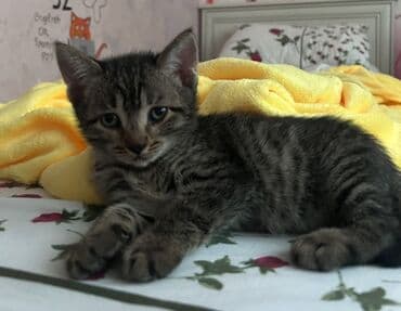 отдам в добрые руки котенка: Erkək, Yaxşı əllərə — 1