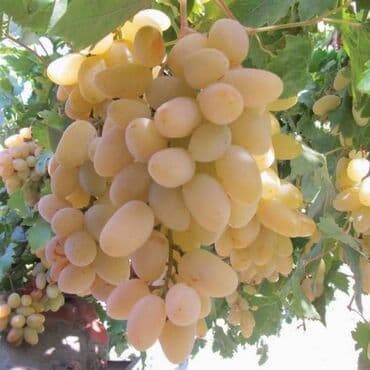 sadə tort şəkilləri: Üzüm tingləri – müxtəlif süfrə sortları Təsvir: - Seçmə süfrə üzüm — 7