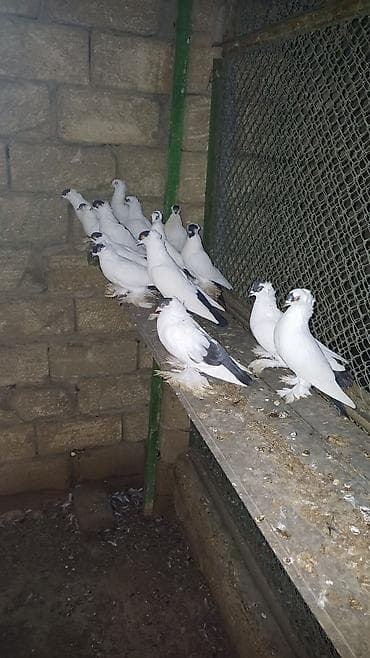 dekarativ quslar: Ağ rəngdə dekorativ göyərçinlər – saqqallı/çıtlı (başında çiçəkvari — 7