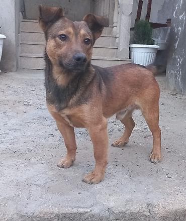 собака в хорошие руки: 1 год, Самец — 3