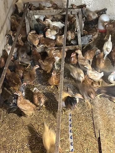 cücə satisi: Toyuq cücələri, Ətlik — 7