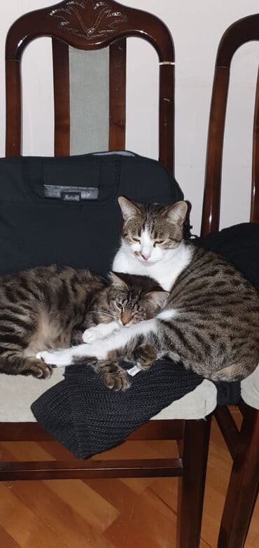 отдам кошку в хорошие руки: Самец, В добрые руки, Бесплатная доставка — 1