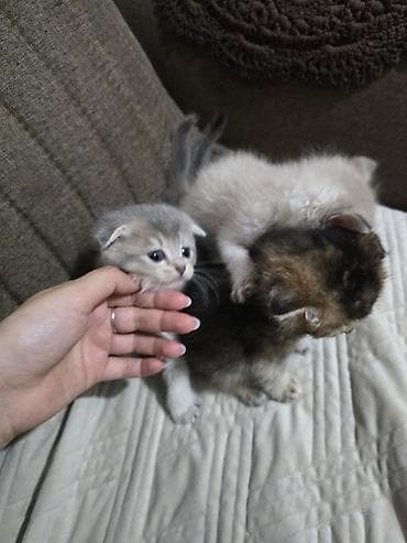 pisik pulsuz: Şotland — 5