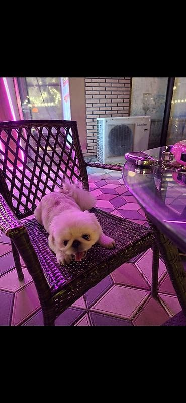 ev heyvan adlari: Pekines — 1