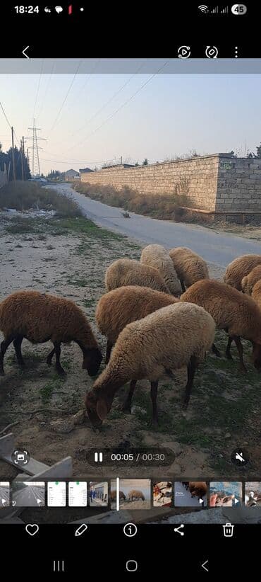 Tavalar: Qoyun sürüsü satılır - Cins: yerli qarabaş/köhnəxırda tipli (qəhvəyi — 1