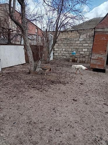 Гуси: Ağ rəngli xoruz – yerli həyətyanı təsərrüfatda yetişdirilib — 6