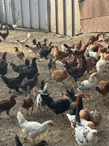 mini toy pudel: Toyuq, Damazlıq, Ünvandan götürmə — 6