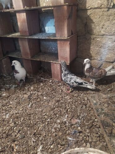 goyercin yuvasi: Salam 13 ədəd quşdu hamsina 80 manat verən olsa verəcəm tək birinci — 4