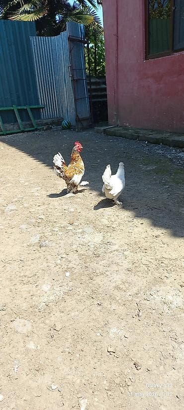 tovuz quslari: Toyuq, Yumurtalıq — 4