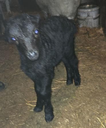 yetim quzu: Quzu, Dişi, ay: 1, Damazlıq, Ünvandan götürmə — 4