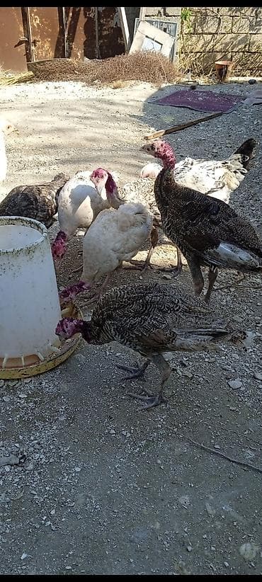 hind qysy: Üç aylıq yerli hinduşqalardır. sağlamdılar — 3