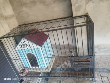 göyərçin evi: Mavi və ağ rəngli zolaqlı, qırmızı damlı, "KRAL" yazısı olan bu it — 3