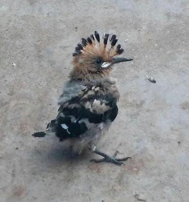 Şanapipik balalari kim tapsa mene yazsin vatcapda lalafo.az -da Şanapipik balalari kim tapsa mene yazsin vatcapda