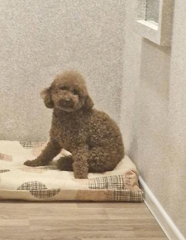 Digər heyvanlar: Pudel, 1 il, Erkek, Peyvəndli — 6
