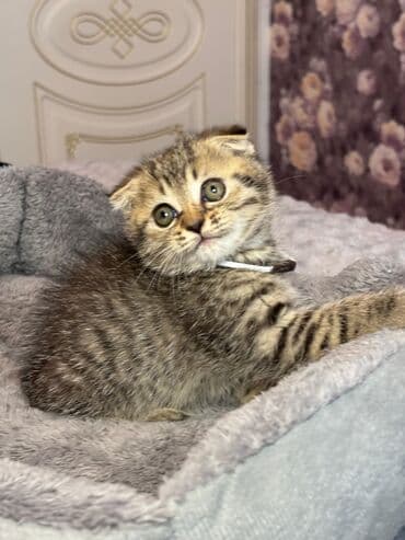 Pişiklər: Erkək — 3