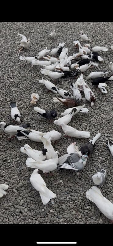 pulsuz heyvanlar verilir: Boynugulluler satilir cutu 30 manat Xirdalandadi : Cut cutde satilir — 2