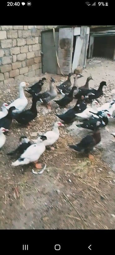 Inəklər, öküzlər: Məhsul: Qaz və ördək sürüsü Təsvir: - Şəkillərdə müxtəlif növ ev — 2