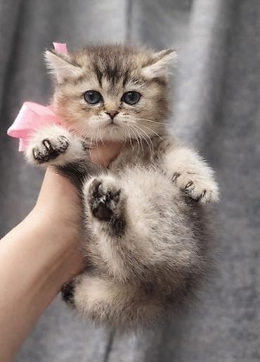 Quşlar: Qızıl şinşilla — 8