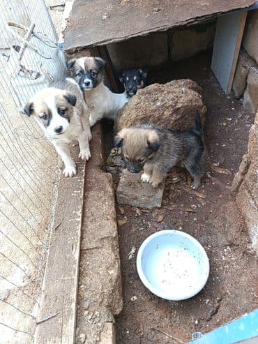 sudluk inekler: Məhsul: dik qulaq zvanok balalri Balaca köpək balaları (qarışıq cins) — 2