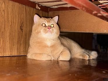 gence heyvan: Ünvandan götürmə, Ödənişli çatdırılma — 2