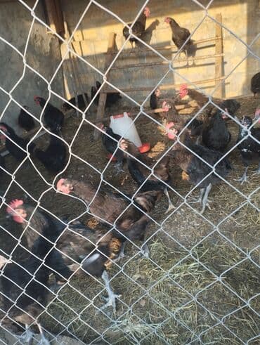 cins ineklerin qiymeti: Toyuq, Yumurtalıq — 3