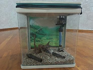 boyuk akvarium: Akvarium — 3