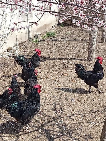 toyuq ferma: Xoruz, il: 1, Ünvandan götürmə — 3