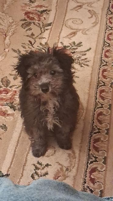 i̇t şpitz: Pudel, 5 ay, Erkek, Ünvandan götürmə — 2